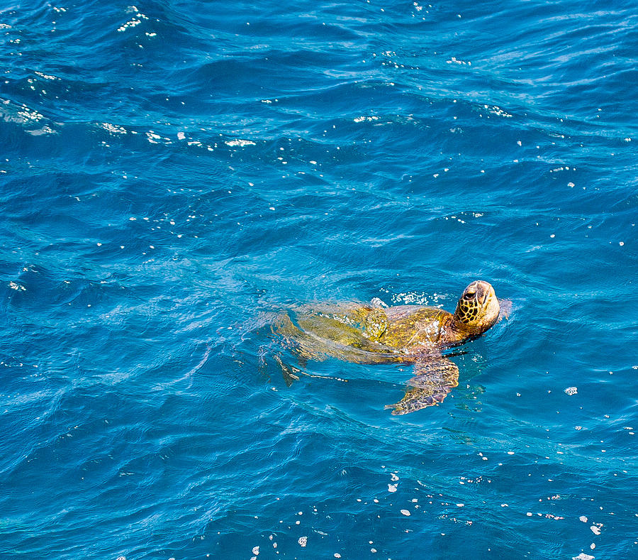 Hawaiian Sea Turtle Photograph by Sam Amato