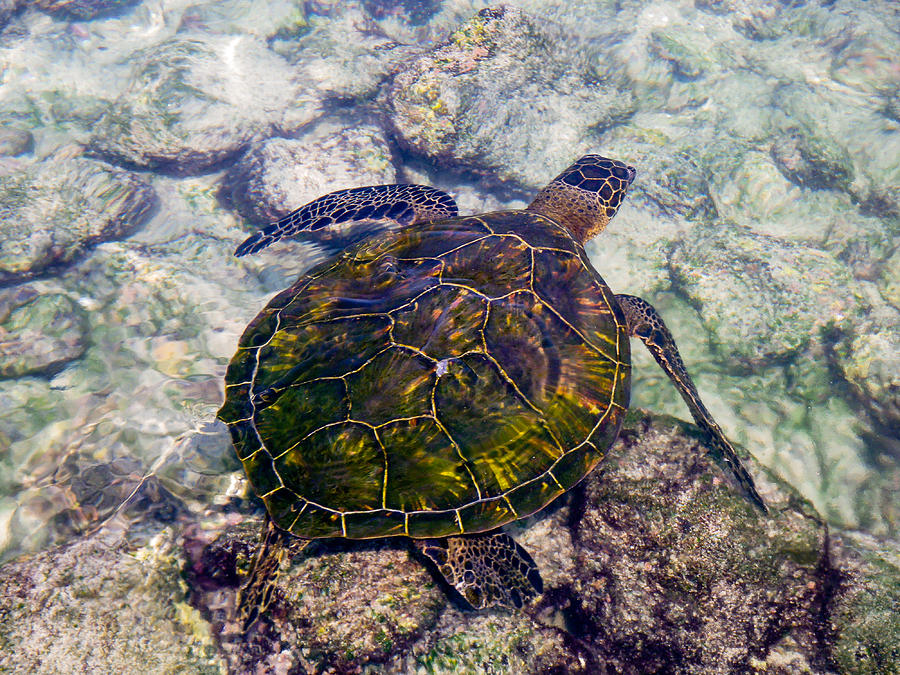 Hawaiian Sea Turtle Series Photograph by Josh Whalen | Fine Art America