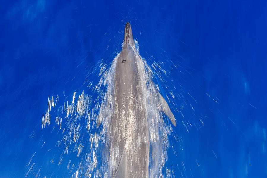 Hawaiian Spinner Dolphin Racing Photograph by Stephen Kennedy