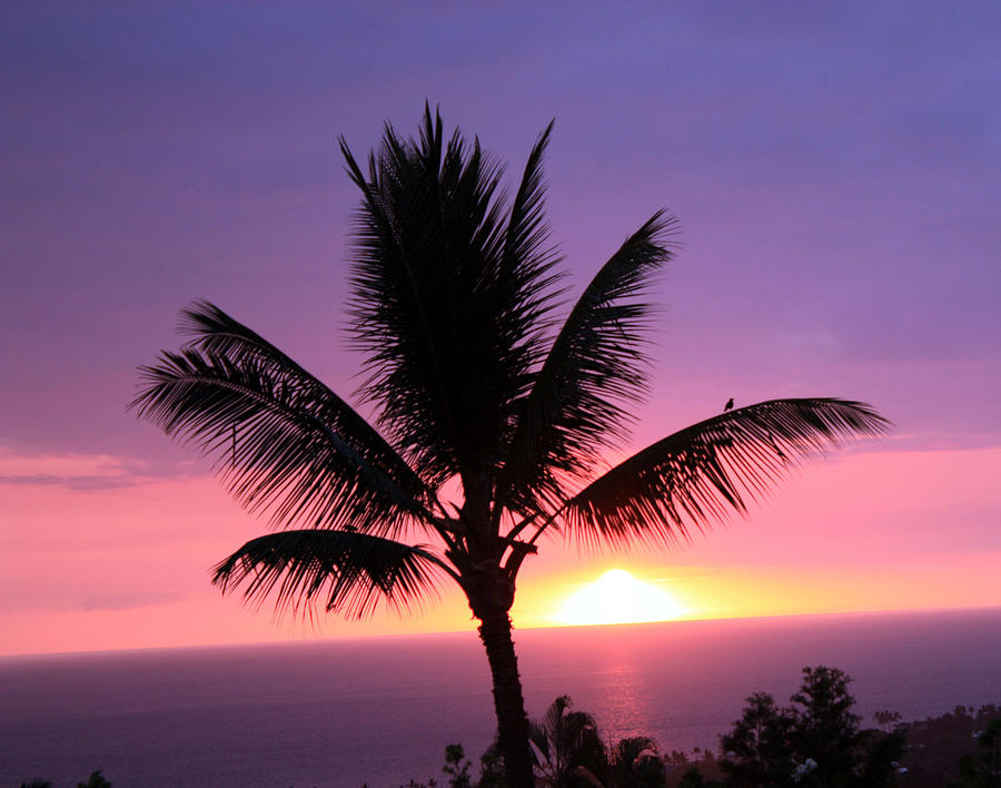 Hawaiian Sunset and Palm Photograph by Karen Nicholson