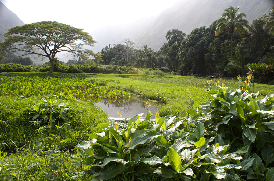 Hawaiian Taro Fields Photograph by Venetia Featherstone-Witty