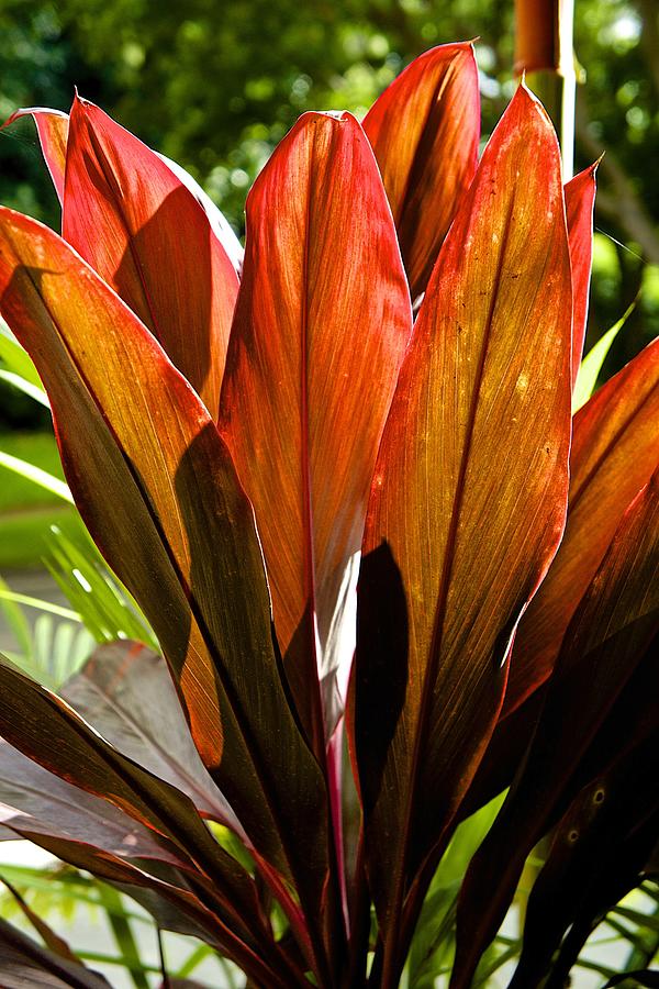 Hawaiian Ti Plant Photograph by Barbara Zahno - Fine Art America