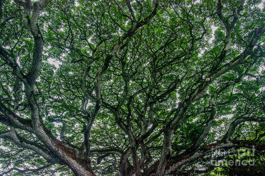Hawaiian Tree 2.9342 Photograph by Stephen Parker