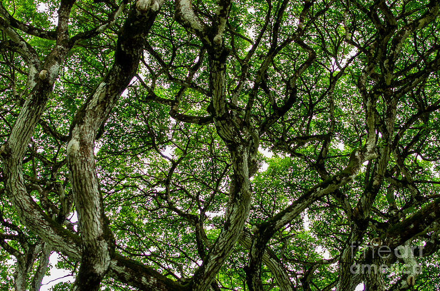 Hawaiian Tree 5.1708 Photograph by Stephen Parker