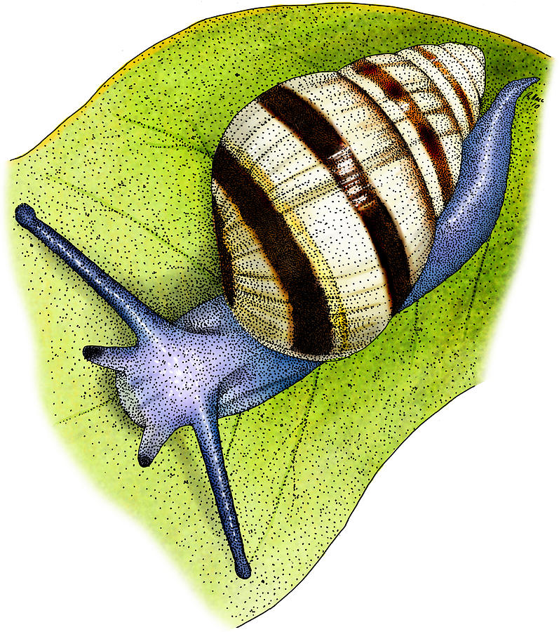 Hawaiian Tree Snail Photograph by Roger Hall - Pixels