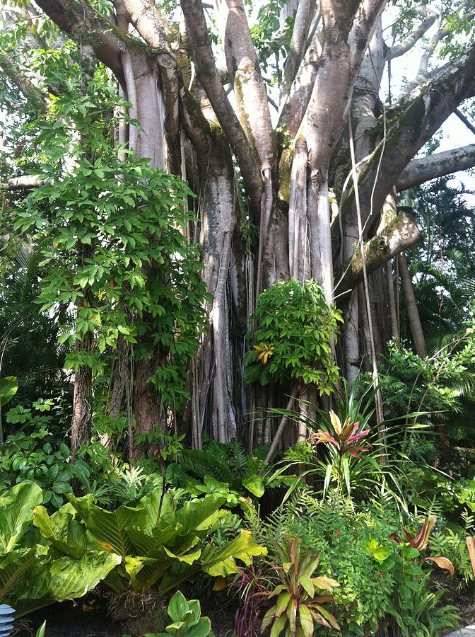 Hawaiian Tropical Forest Photograph by Angela Bushman