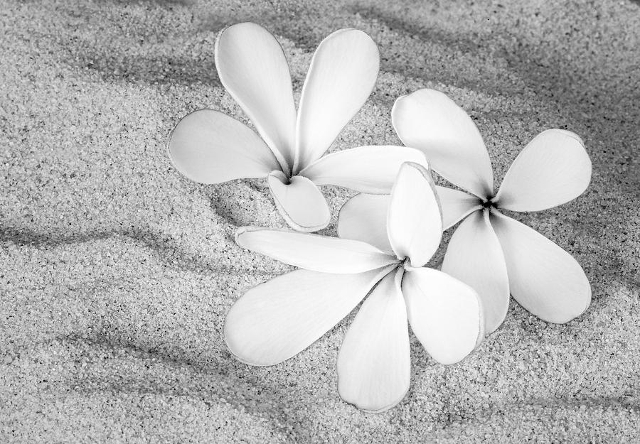 Hawaiian Tropical Plumeria BW Photograph by Susan Candelario