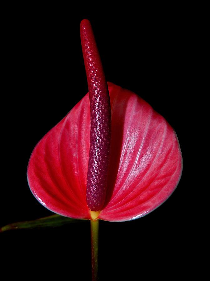 Hawaiian tulip Anturium Photograph by Susan Duda