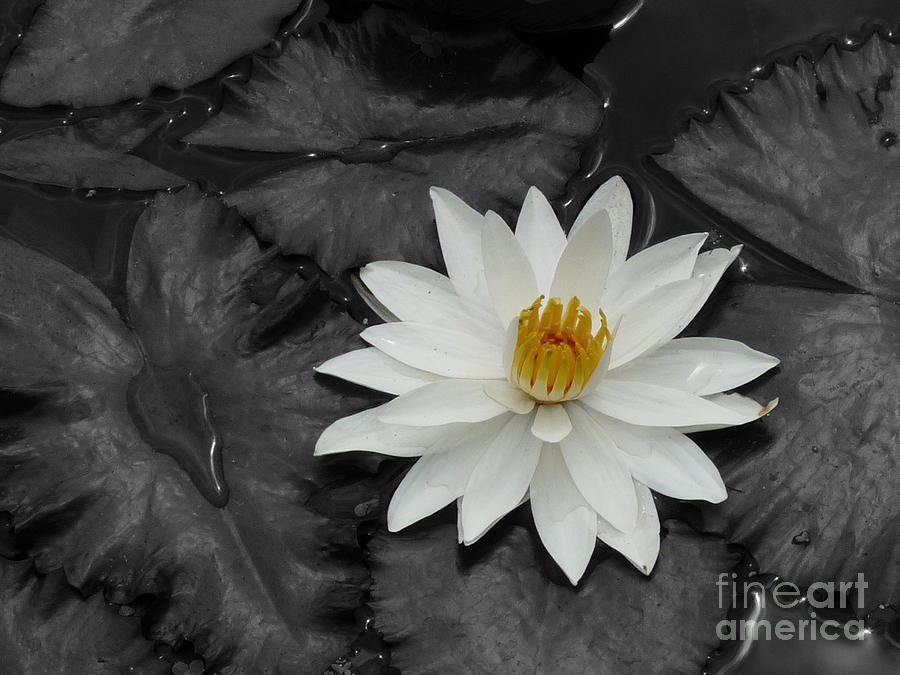 Honolulu Photograph - Hawaiian Water Lily by Deborah Smolinske