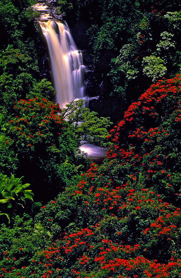 Hawaiian Waterfall with Tulip Trees Photograph by Marie Hicks