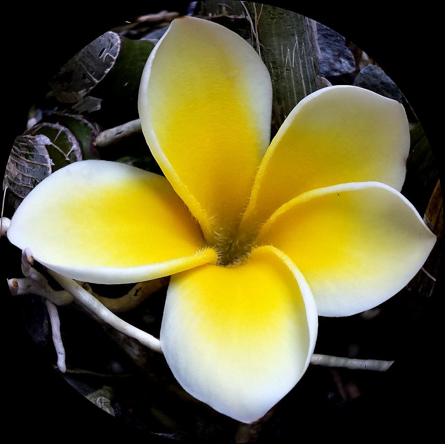 Hawaiian White Plumeria Photograph by Imelda Sausal-Villarmino - Fine ...