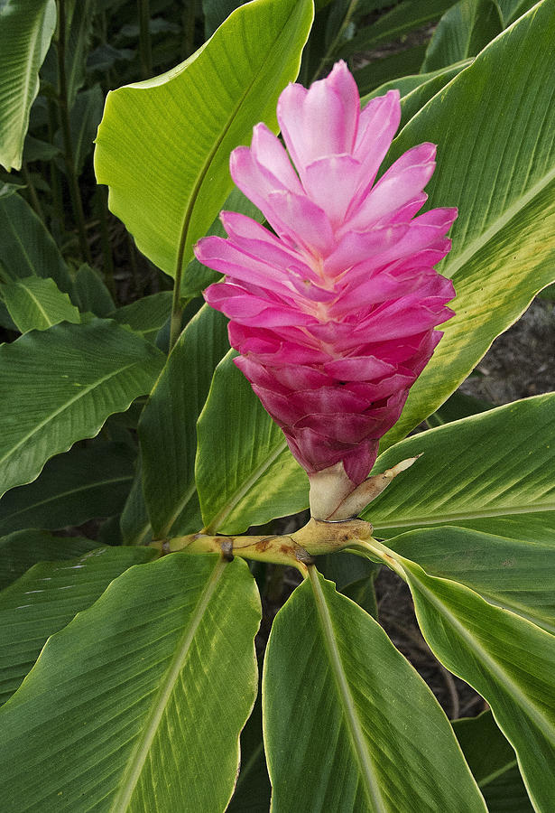 Hawaiin Flora I Photograph by Doug Davidson