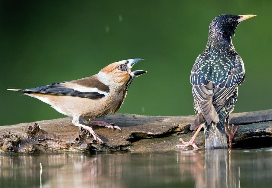 Hawfinch Being Aggressive Photograph by John Devries/science Photo Library