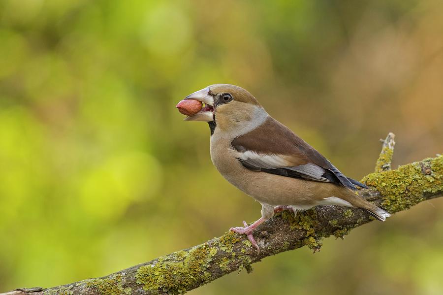 Hawfinch Coccothraustes Coccothraustes Photograph by Photostock-israel/science Photo Library