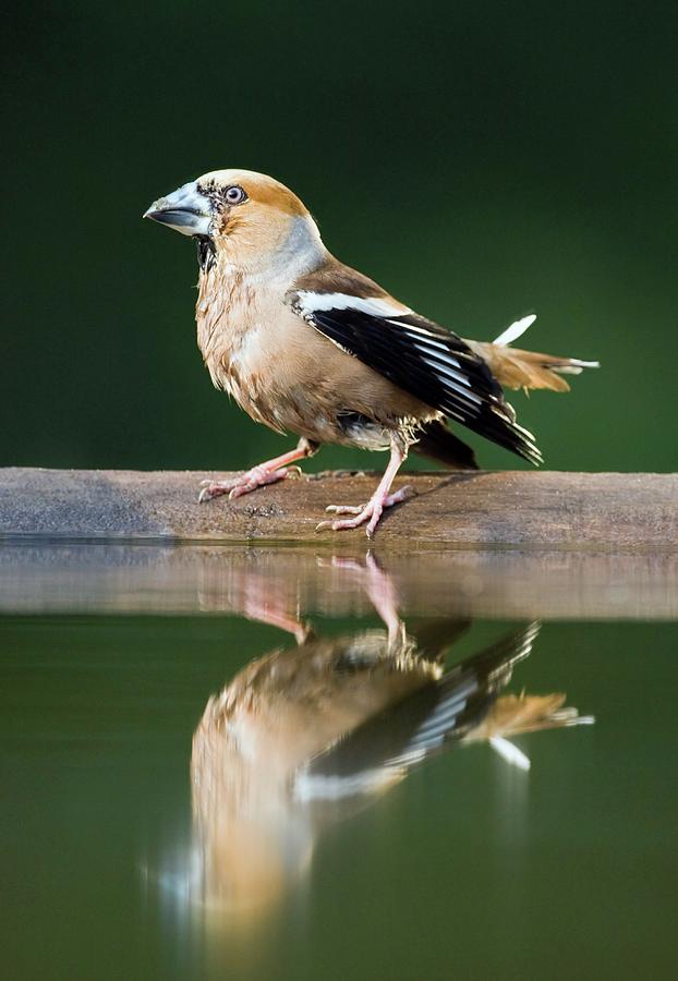 Hawfinch Photograph by John Devries/science Photo Library