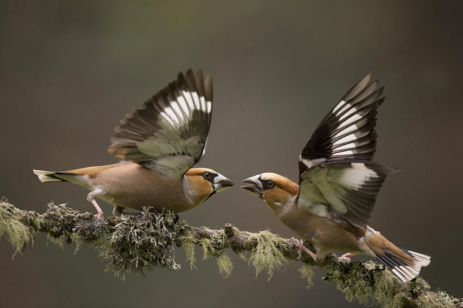 Hawfinch Males Fighting Gelderland Photograph by Edwin Kats