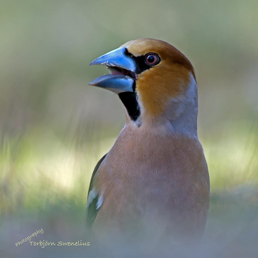 Hawfinch Photograph by Torbjorn Swenelius