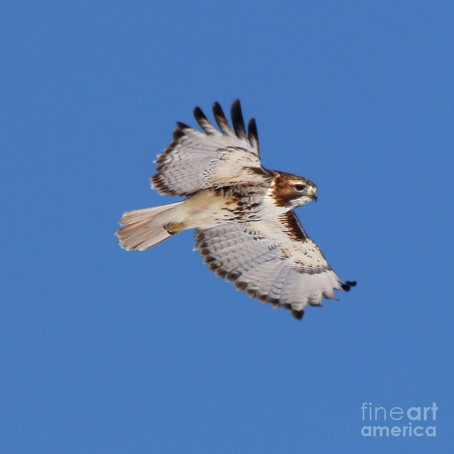 Broad Winged Hawk 4372 Photograph by Jack Schultz
