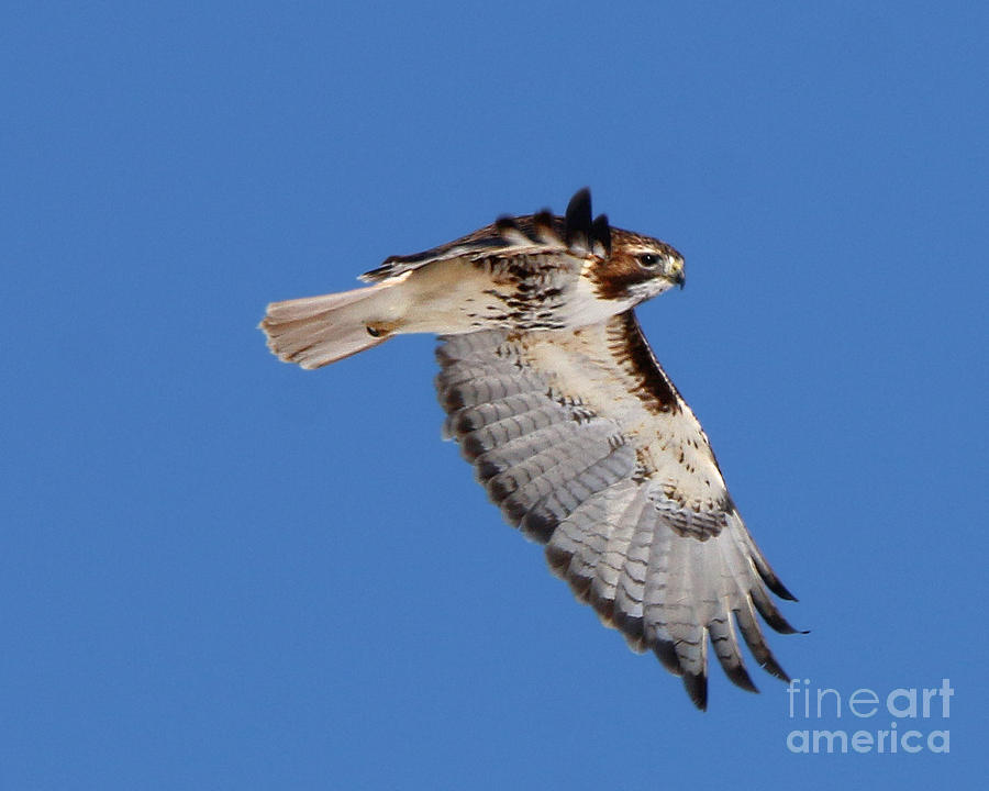 Broad Winged Hawk 4374 Photograph by Jack Schultz