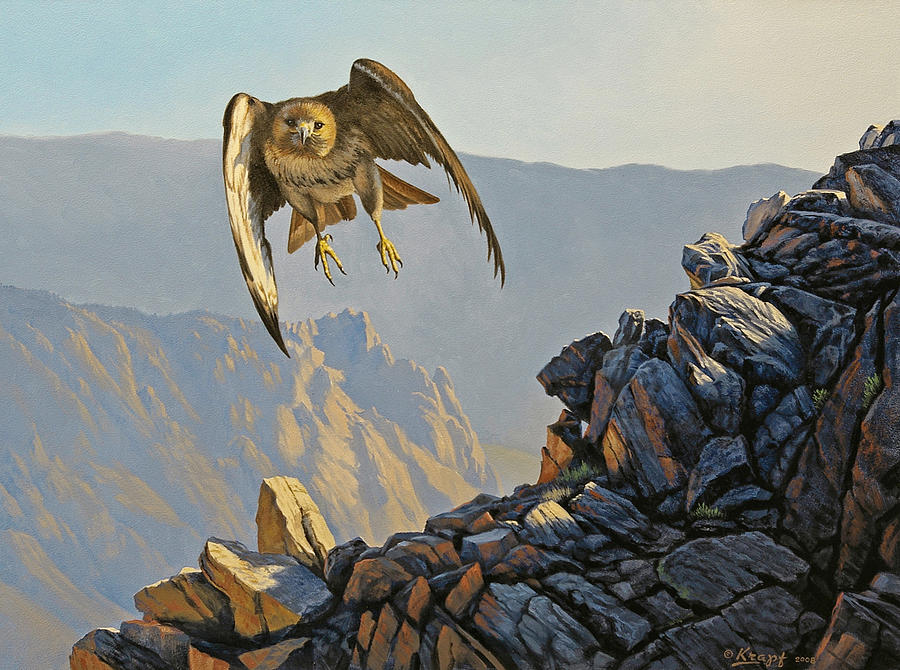 Wildlife Painting - Hawk Above Beartooth Pass by Paul Krapf