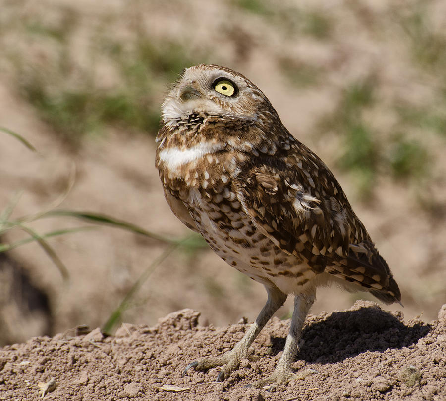 Hawk Alert Photograph by Vicki Thomas - Fine Art America