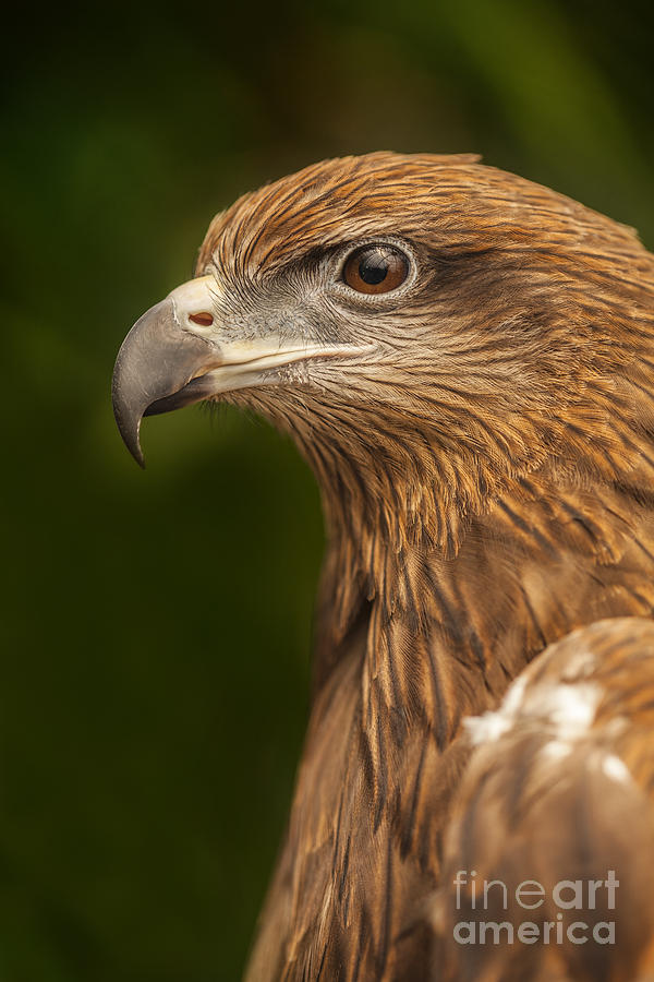 Hawk Photograph by Anek Suwannaphoom