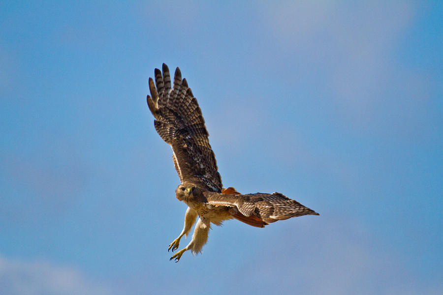 Hawk Angel Photograph by Kristine Patti - Fine Art America