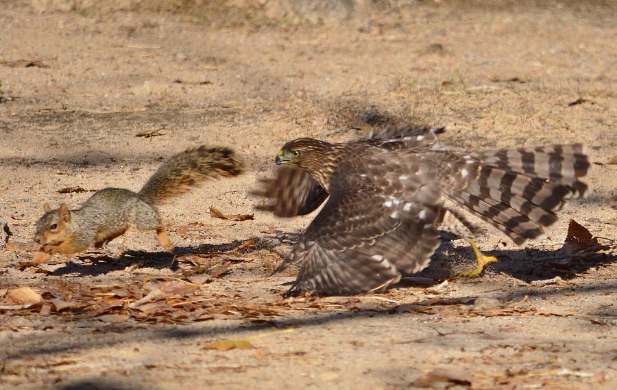 Hawk Attack Photograph by Roy Hansen Fine Art America