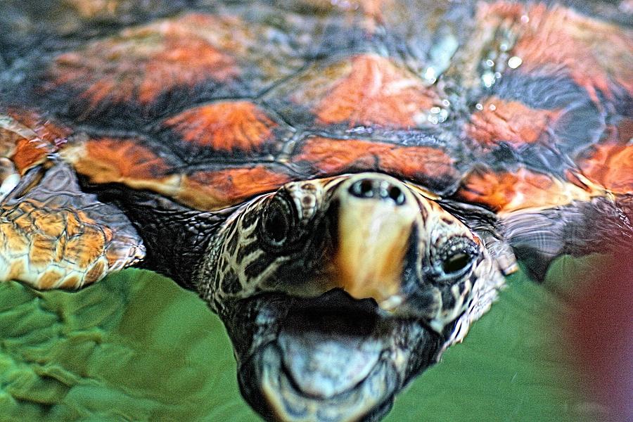 Hawk Billed Turtle by David Rich Hawk Billed Turtle by David Rich