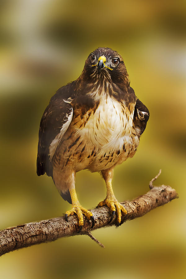 Hawk  Photograph by Brian Cross