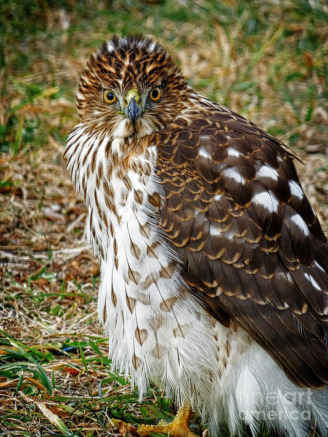 Hawk Photograph by Dee Flouton