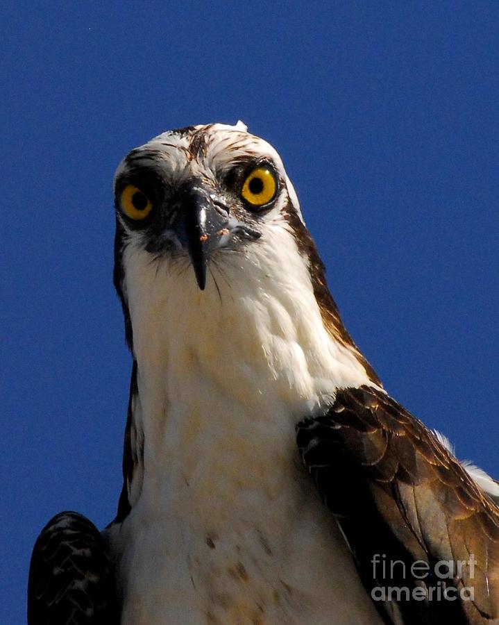 Osprey Photograph - Hawk Eye by Quinn Sedam