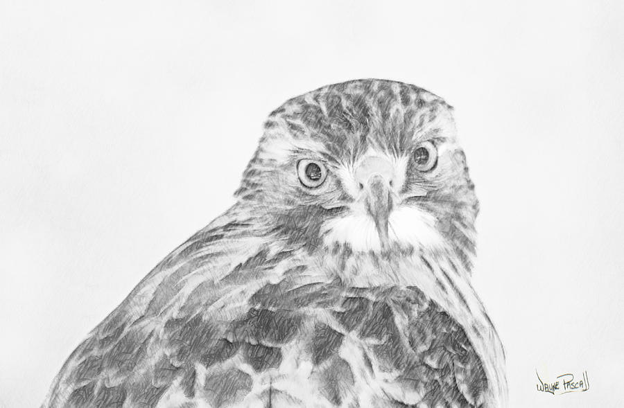 Hawk Eye Drawing by Wayne Pascall