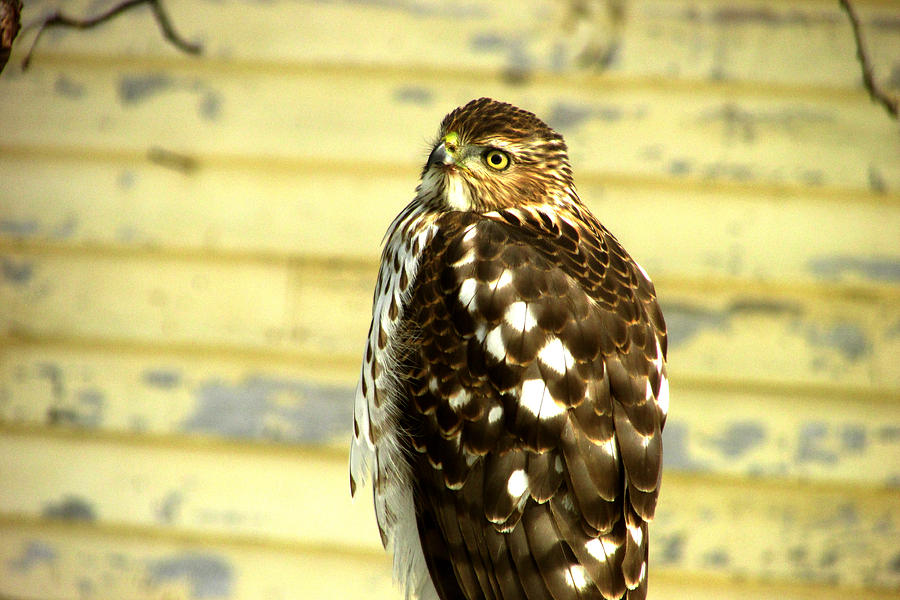 Hawk-eyed Beauty Photograph by Kimberly Mackowski