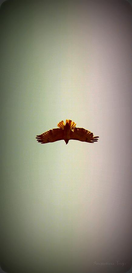 Hawk Photograph - Hawk Eyes by Augustina Trejo