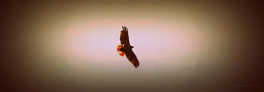 Hawk Eyes II Photograph by Augustina Trejo - Fine Art America