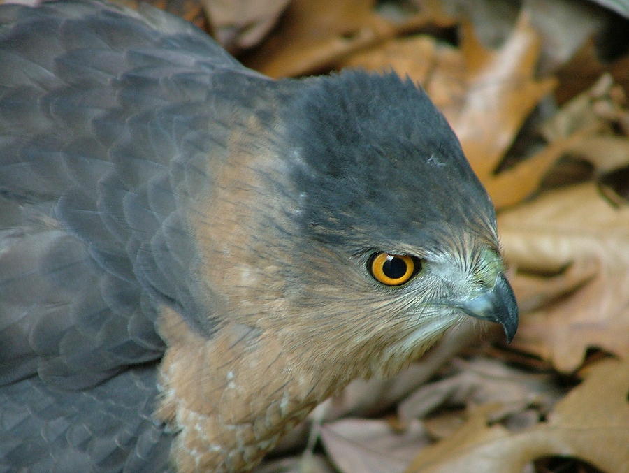 Wildlife Photograph - Hawk Eyes Up close by Dennis Pintoski