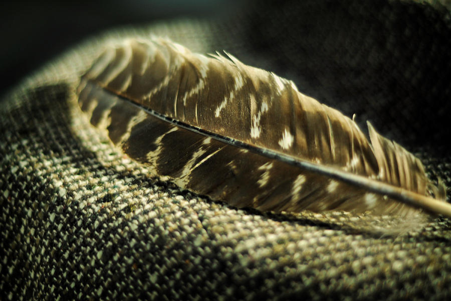 Still Life Photograph - Hawk Feather  by Rebecca Sherman