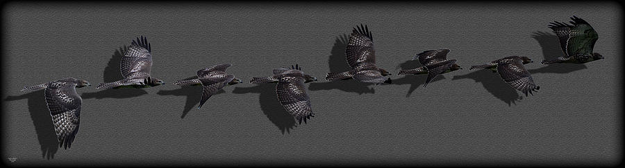 Nature Digital Art - Hawk Flight by Stephan Pabst