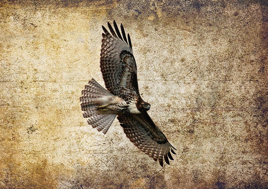 Hawk Flight Photograph by Steve McKinzie