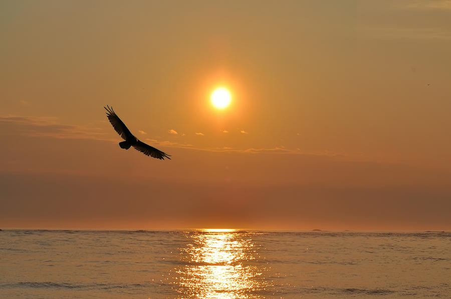 Hawk Photograph - Hawk Flying at Sunrise by Bill Cannon