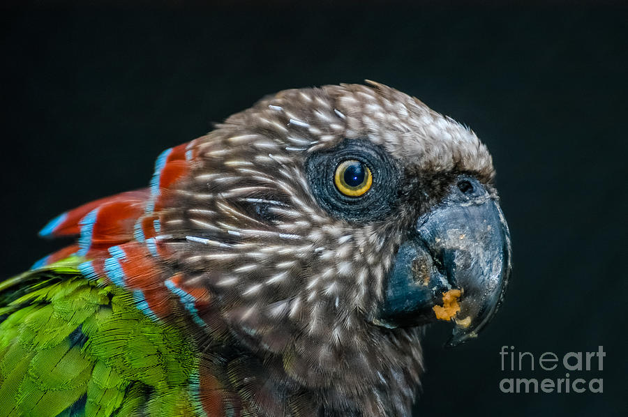 Hawk-headed Parrot 1 Photograph