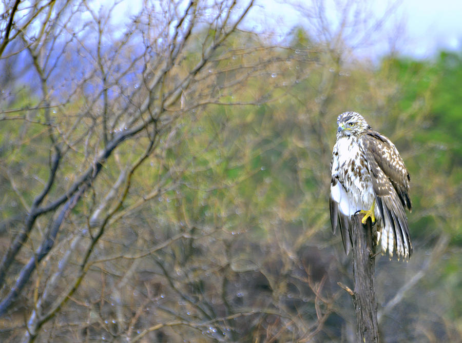 Hawk I Photograph by Linda Cox