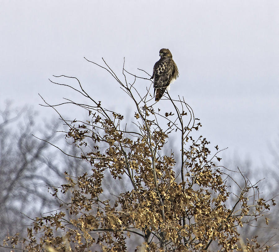 Hawk In A Bush Photograph by Thomas Young