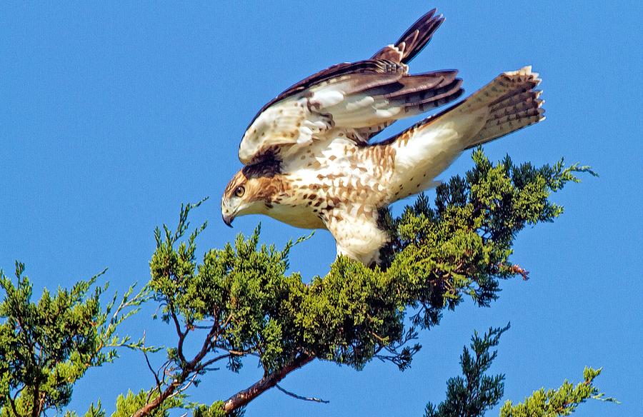 Juvenile Red-tailed Hawk In A Cedar Tree Photograph by Constantine Gregory