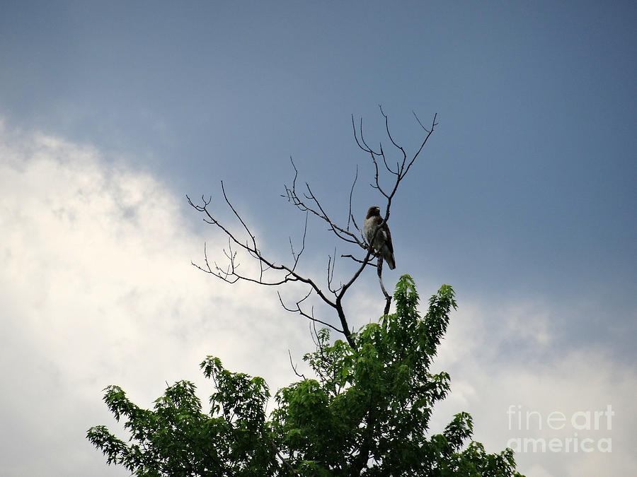 Hawk in a Tree Photograph by Christopher Plummer