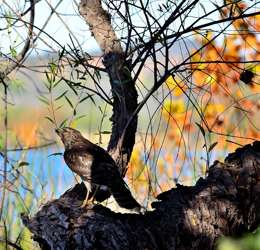 Hawk Photograph - Hawk In A Tree by Robert Rider