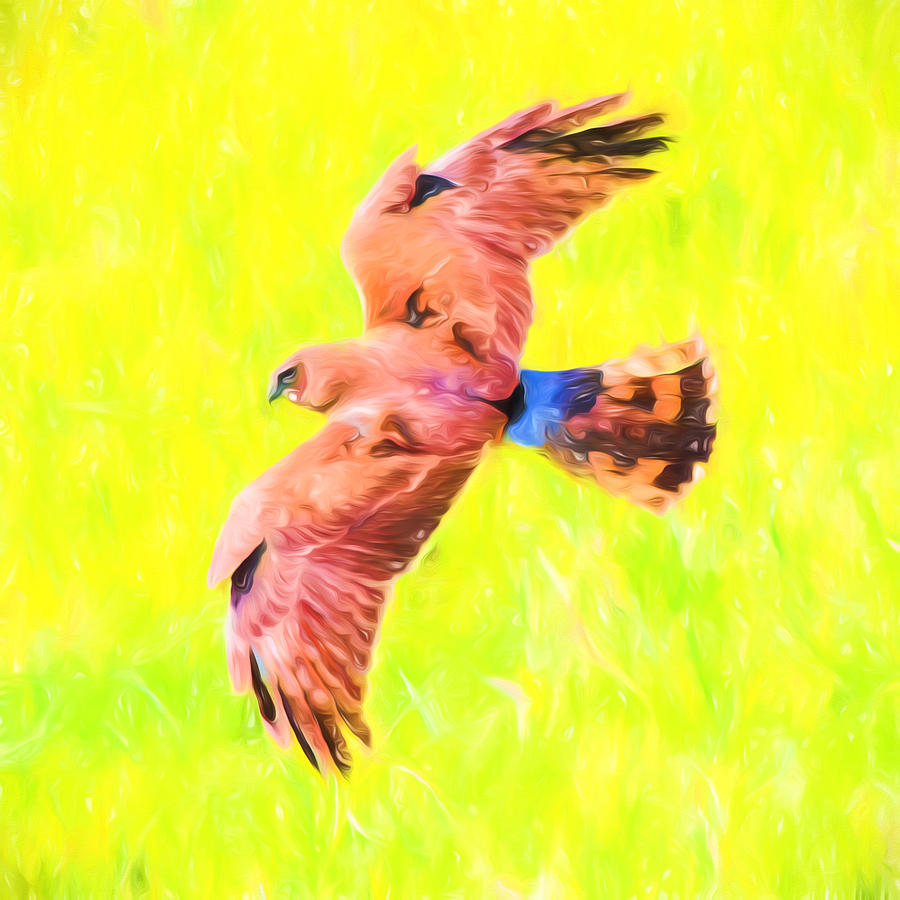 Hawk In Flight Art Mixed Media by Priya Ghose