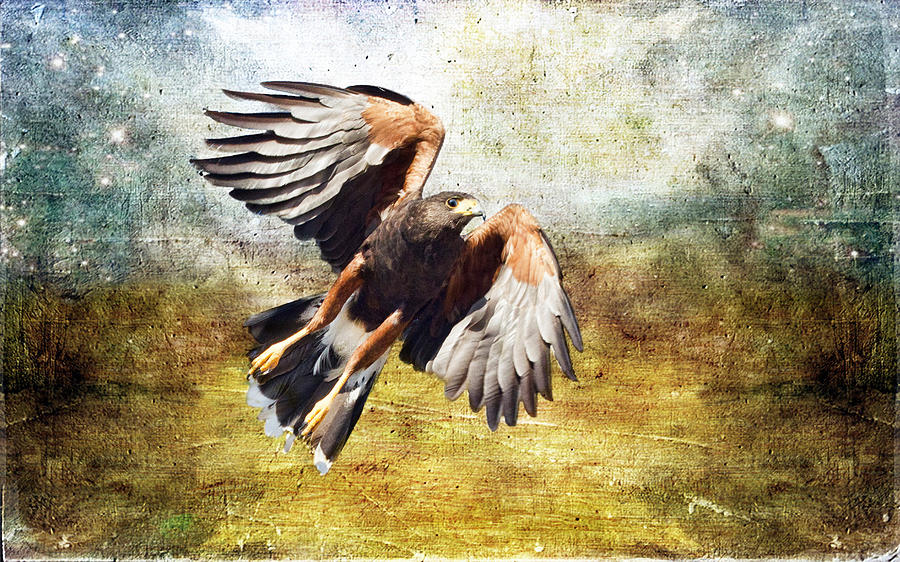 Hawk in Flight Photograph by Barbara Manis