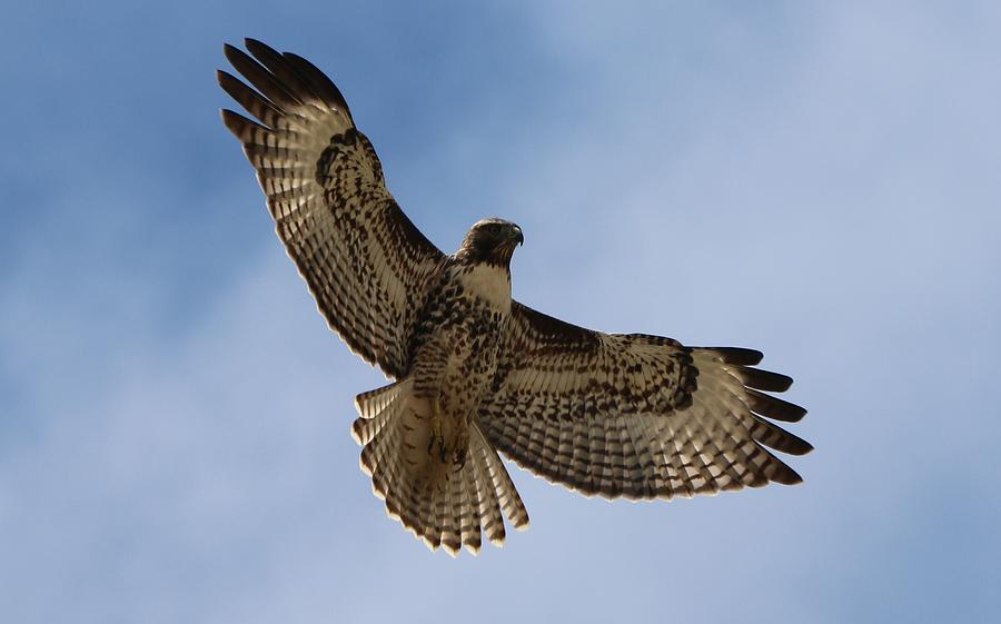 Hawk in Flight  Photograph by Christy Pooschke
